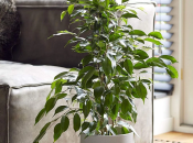 Фікус - дуже красива кімнатна рослина