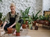 Пересадка цветов возможна даже в тот же горшок для замены почвы