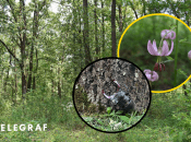 Унікальний ліс під Києвом