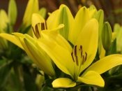 Роскошный цветок на любой клумбе - лилия