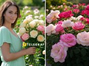 При правильному догляді, троянди віддячать вам красивими квітами