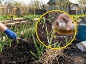 Озимий часник потребує підгодівлі весною