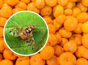 Живые личинки могли попасть на стол к украинцам