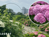 Гортензії цвітуть дуже гарно