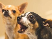 Когда собака лает, она пытается о чем-то "сообщить" своему владельцу