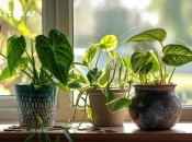 Деякі рослини не варто тримати вдома (зображення створено за допомогою ШІ)