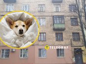 Собака мерзнет