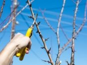 Обрезка сливового дерева весной – это неотъемлемая часть ухода за растением, обеспечивающая его здоровье и обильное плодоношение.