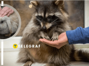 Зверюшки могут сделать незабываемыми детские праздники