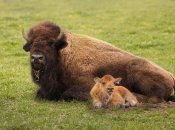 Зубр с теленком