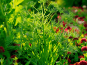 Є певні правила вирощування кропу  (зображення створено за допомогою ШІ)