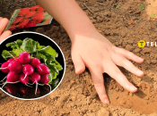 Посадка редиски