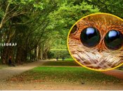 Колаж "Телеграфу"