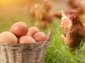 Яйця в Україні подорожчали за рік більше, ніж удвічі