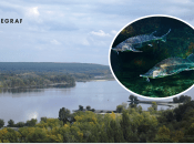 В Україні катастрофічна ситуація з осетровими рибами