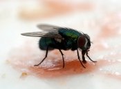 Мухам у домі не місце