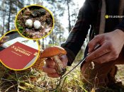 В лесах Украины нашли редкий гриб