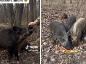 Кабанов кормят и чешут