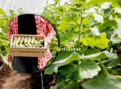 Огурцы будут давать урожай даже во время холодов