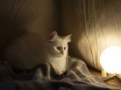 Котик График страдает от перенагрузки на энергосистему