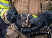 Працівники ДСНС рятують тварин із вогню