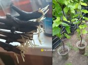 Как быстро прорастить черенок