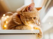 Кумедний тест з котиками, щоб дізнатися нове про себе