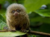 Игрунка – пушистый шарик с большими глазами и крошечными лапками