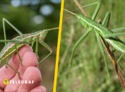 Дыбка степная