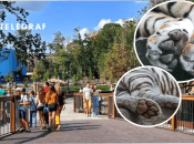 В Харькове в зоопарке гуляли тигры