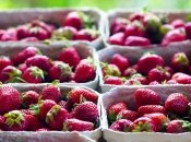 Без этого хорошего урожая не ждите: как правильно ухаживать за клубникой весной