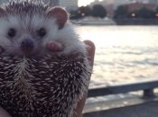 Ежик-знаменитость Бидди путешествует по миру (Фото)