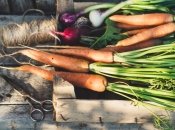 Морква і цибуля мають унікальні властивості