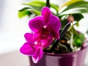 Избыток воды – основная причина  гибели орхидей
