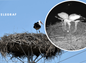 Аисты высиживают яйца 30-32 дня