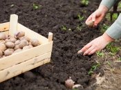 Когда сажать картофель в апреле 2022: до или после Пасхи