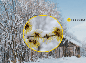 Незвичайні рослини в Україні