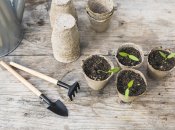 Хорошая рассада – залог щедрого урожая