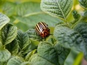 Яд отлично действует на жуков и не вредит растению