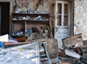 Собака, що живе на руїнах у Костянтинівці