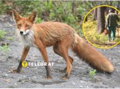 В большинстве случаев лиса старается не встречаться с людьми