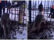 Дика козуля виявилася затиснута між прутами