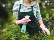 Против вредителей поможет самодельное средство