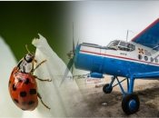 Божьи коровки уничтожают тлю