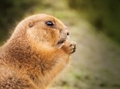 День сурка отмечается каждый год 2 февраля