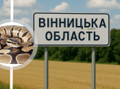 Гусениця Tenthredo vespa забарвлення сиділа в листі у Вінницькій області