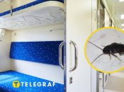 Таракана нашли в поезде Днепр-Львов