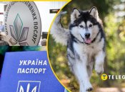 Киянам загрожують штрафи? Що не так з обов'язковою реєстрацією собак і чому її критикують