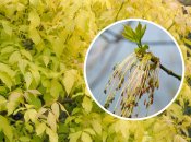 Клен ясенелистный может быть опасным для людей с аллергией