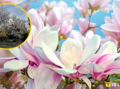 Магнолії дуже витончені та красиві